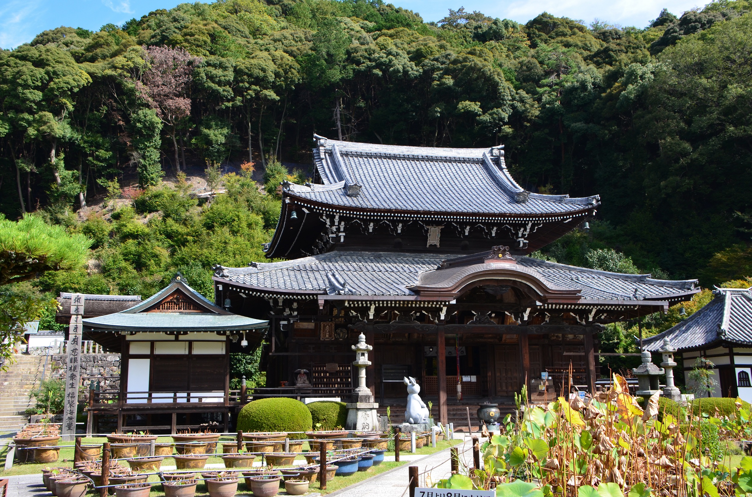 京都の三室戸寺は源氏物語にも登場する京の花の寺 | 開運サプリ